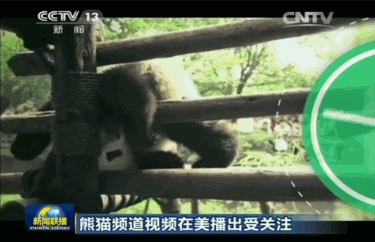 熊猫统治互联网