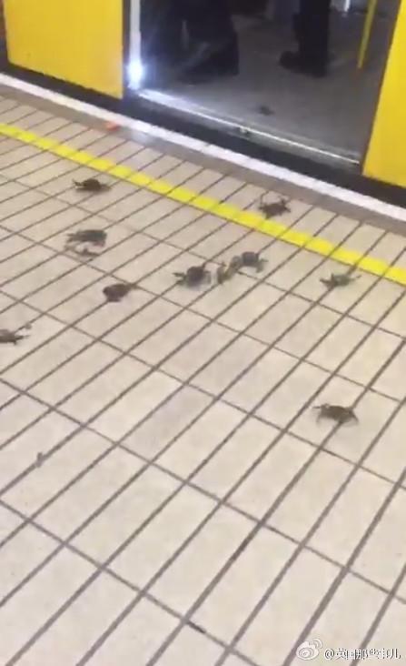 看看武装到牙齿的中国大闸蟹如何逼疯外国人.jpg