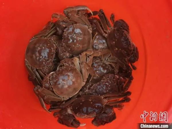 刚捕捞上的大闸蟹