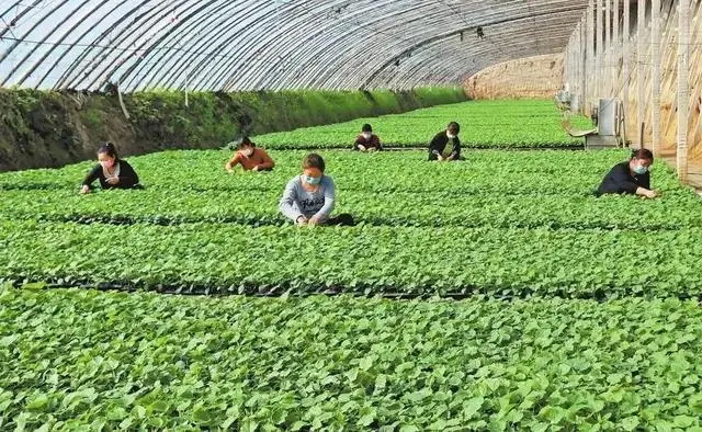 大棚蔬菜